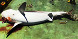 捕獲されたホオジロザメ(池間島) 捕獲されたホオジロザメ(池間島)