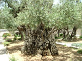 ゲッセマネの園のオリーブの木